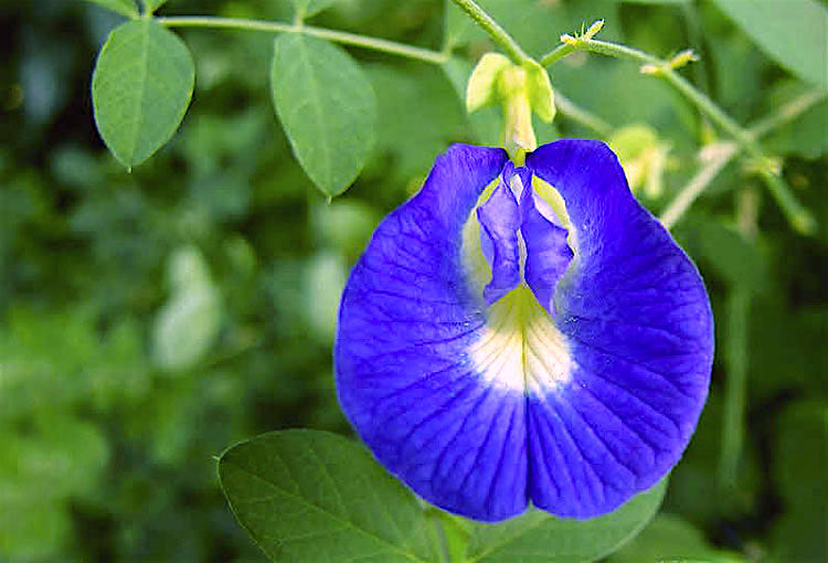 Mas afinal, o que é o chá azul?