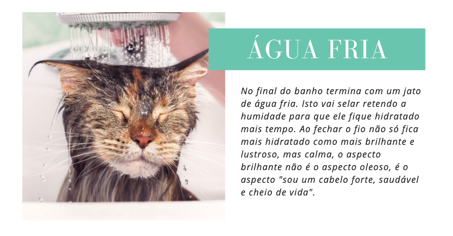Água Fria
No final do banho termina com um jato de água fria. Isto vai selar retendo a humidade para que ele fique hidratado mais tempo. Ao fechar o fio não só fica mais hidratado como mais brilhante e lustroso, mas calma, o aspecto brilhante não é o aspecto oleoso, é o aspecto "sou um cabelo forte, saudável e cheio de vida".